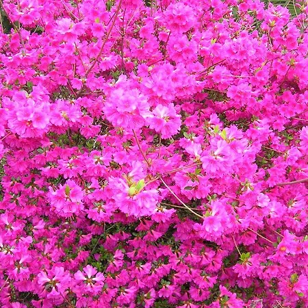 Venus Garden *